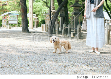 神社の境内を飼い主と散歩する小型犬 神社の境内を飼い主と散歩する小型犬 141293537