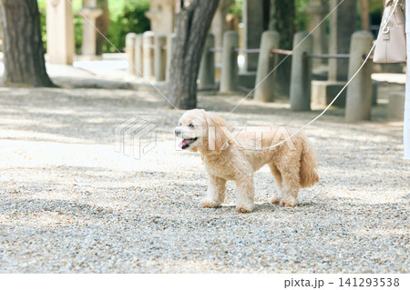 神社の参道を散歩する小型犬のトイプードルミックス 神社の参道を散歩する小型犬のトイプードルミックス 141293538