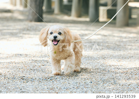 砂利道を散歩する笑顔のトイプードルミックス犬 砂利道を散歩する笑顔のトイプードルミックス犬 141293539
