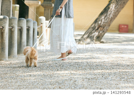 神社の境内で小型犬を散歩させる女性の足元 神社の境内で小型犬を散歩させる女性の足元 141293548