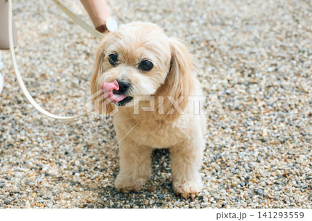 砂利の上で舌を出す可愛いクリーム色の小型犬 砂利の上で舌を出す可愛いクリーム色の小型犬 141293559