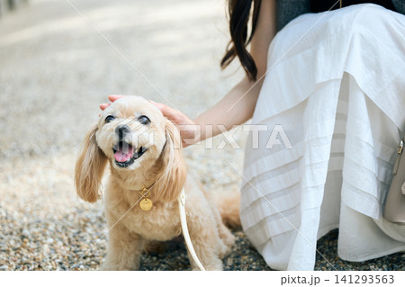 白いスカートの女性に撫でられて笑顔の小型犬 白いスカートの女性に撫でられて笑顔の小型犬 141293563