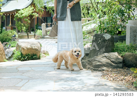 日本庭園のある寺社で散歩する小型犬と飼い主の女性 日本庭園のある寺社で散歩する小型犬と飼い主の女性 141293583