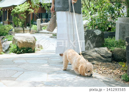 日本の寺院の境内を散歩する小型犬と飼い主 日本の寺院の境内を散歩する小型犬と飼い主 141293585