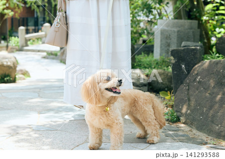 新緑の中を飼い主と散歩する小型犬トイプードル 新緑の中を飼い主と散歩する小型犬トイプードル 141293588