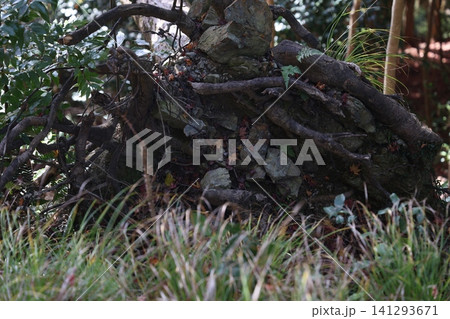 植物のある風景 植物のある風景 141293671