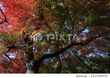 紅葉した木 141293678