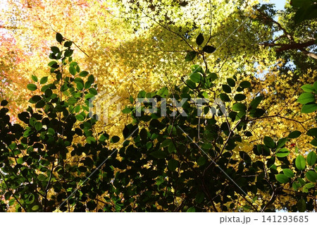 紅葉した木 紅葉した木 141293685