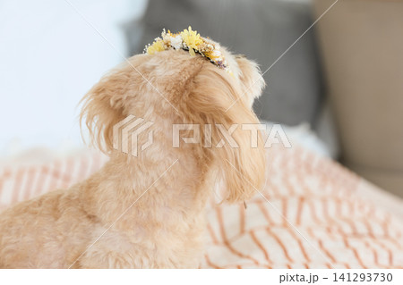花冠をつけた小型犬の後ろ姿　ベッドの上のトイプードル 141293730