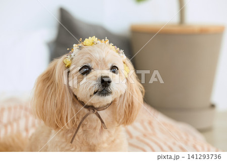 花冠をかぶったクリーム色の小型犬のポートレート 花冠をかぶったクリーム色の小型犬のポートレート 141293736