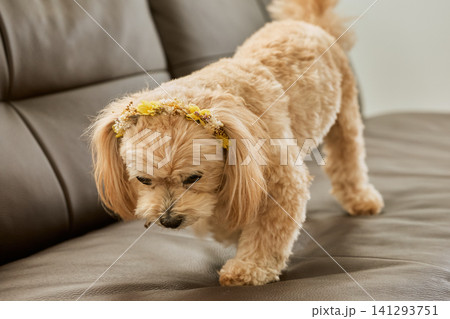 花冠をつけたクリーム色の小型犬がソファの上を歩く姿 花冠をつけたクリーム色の小型犬がソファの上を歩く姿 141293751