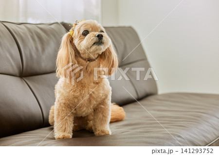 ソファの上に座る花飾りをつけた可愛いトイプードルミックス犬 ソファの上に座る花飾りをつけた可愛いトイプードルミックス犬 141293752