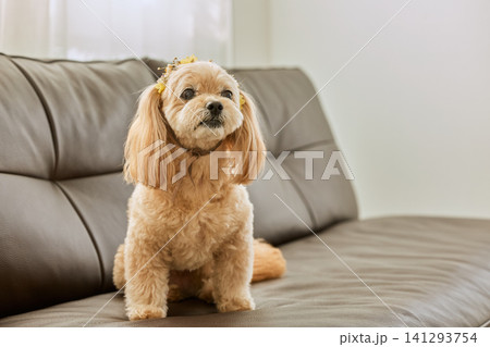ソファの上に座る花飾りをつけた可愛いトイプードルミックス犬 141293754