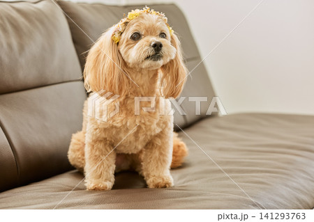 花冠をつけてソファに座るクリーム色のトイプードルミックス犬 花冠をつけてソファに座るクリーム色のトイプードルミックス犬 141293763