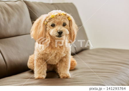花冠をつけてソファに座るかわいいマルプー 花冠をつけてソファに座るかわいいマルプー 141293764