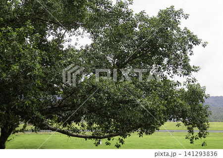 Green field with blue sky spring environment Green field with blue sky spring environment 141293836
