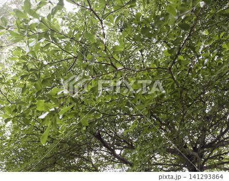Green field with blue sky spring environment 141293864