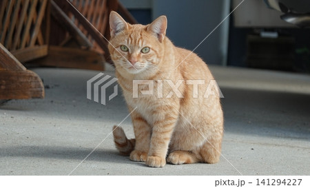 かわいい野良猫 141294227