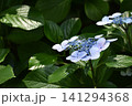 紫色の紫陽花 141294368