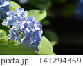 紫色の紫陽花 141294369