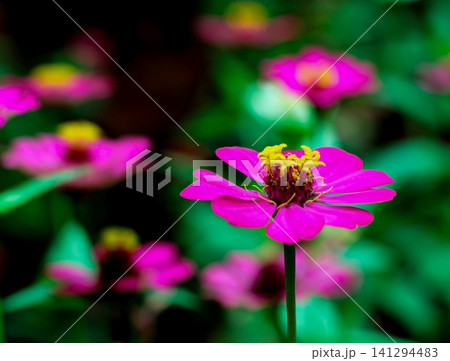 A close-up of a beautiful pink flowers in a city park in Bandung, Indonesia. A close-up of a beautiful pink flowers in a city park in Bandung, Indonesia. 141294483