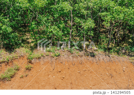 Horizontal view of a cross section of brown soil and exposed tree roots under a green deciduous forest on a sunny summer day showcasing ground structure Horizontal view of a cross section of brown soil and exposed tree roots under a green deciduous forest on a sunny summer day showcasing ground structure 141294505