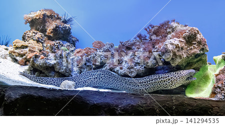 Panoramic marine life reef background for global environment protection layout 141294535