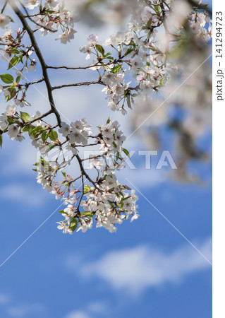 青空に映える桜 青空に映える桜 141294723