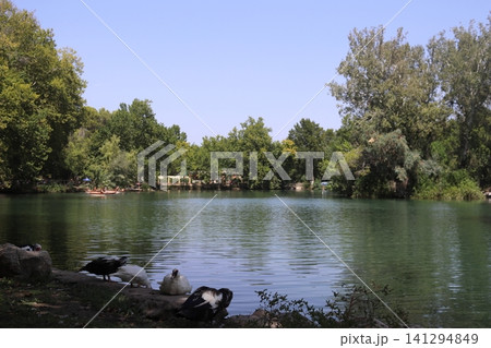 Ducks resting on the lakefront of Albufera de Anna in Valencia, Spain Ducks resting on the lakefront of Albufera de Anna in Valencia, Spain 141294849