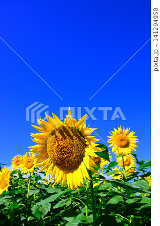 夏の青空に向日葵の花 夏の青空に向日葵の花 141294950