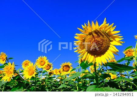 夏の青空に向日葵の花 夏の青空に向日葵の花 141294951