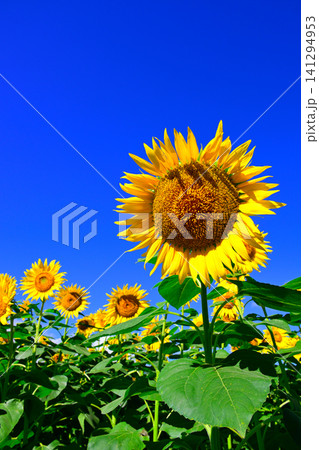 夏の青空に向日葵の花 夏の青空に向日葵の花 141294953