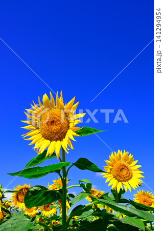 夏の青空に向日葵の花 夏の青空に向日葵の花 141294954