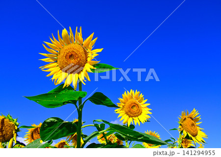 夏の青空に向日葵の花 夏の青空に向日葵の花 141294955