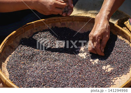 hands and black rice in a winnowing tray hands and black rice in a winnowing tray 141294998