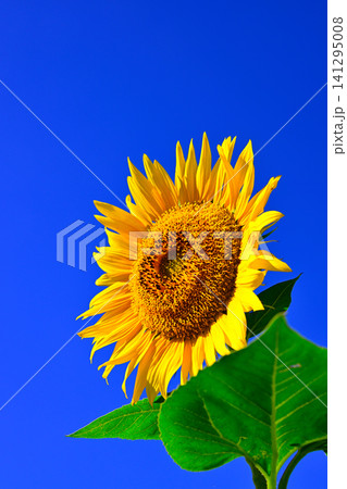夏の青空に向日葵の花 夏の青空に向日葵の花 141295008
