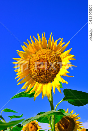 夏の青空に向日葵の花 夏の青空に向日葵の花 141295009