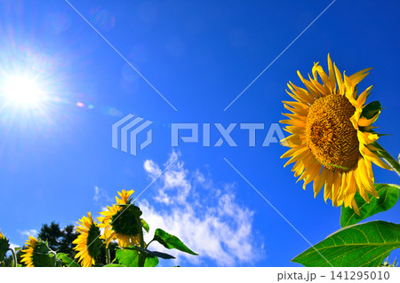 夏の青空に向日葵の花 141295010