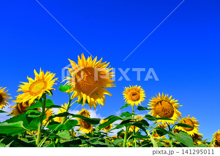 夏の青空に向日葵の花 141295011