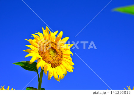 夏の青空に向日葵の花 夏の青空に向日葵の花 141295013