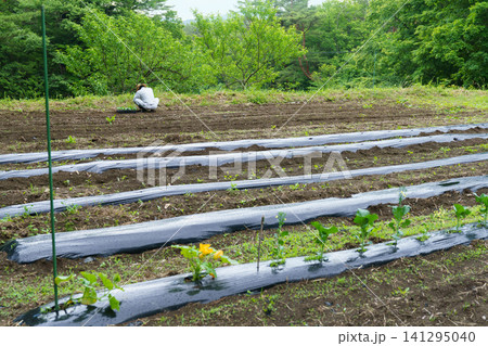 農業 福島県の畑の中でかぼちゃの苗を植える日本人男性の後ろ姿 農業 福島県の畑の中でかぼちゃの苗を植える日本人男性の後ろ姿 141295040