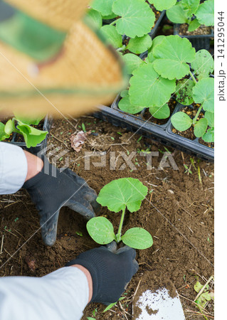 農業 福島県の畑の中でかぼちゃの苗を植える日本人男性の手元 縦位置 農業 福島県の畑の中でかぼちゃの苗を植える日本人男性の手元 縦位置 141295044