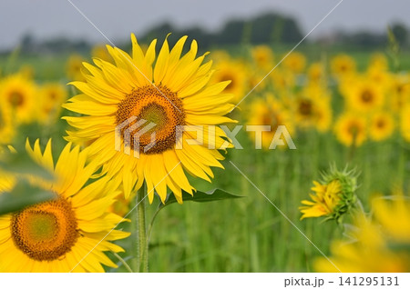 夏の花のある風景 夏の花のある風景 141295131