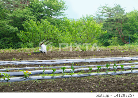 農業 福島県の畑の中でかぼちゃの苗を植える日本人男性の後ろ姿 農業 福島県の畑の中でかぼちゃの苗を植える日本人男性の後ろ姿 141295257