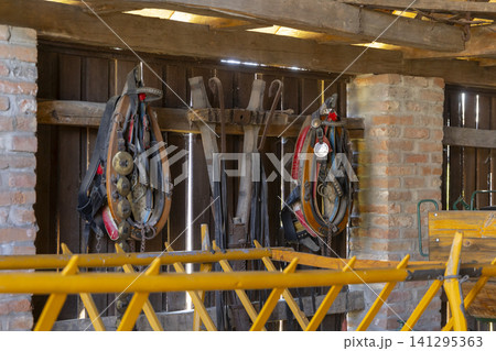Traditional horse harnesses and farming equipment hanging in barn Traditional horse harnesses and farming equipment hanging in barn 141295363