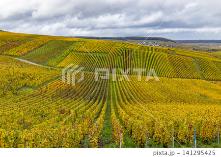 Vineyards changing colors in Champagne region during autumn Vineyards changing colors in Champagne region during autumn 141295425