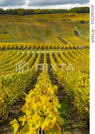 Autumn vineyard rows in Grand Est, Marne, France Autumn vineyard rows in Grand Est, Marne, France 141295426