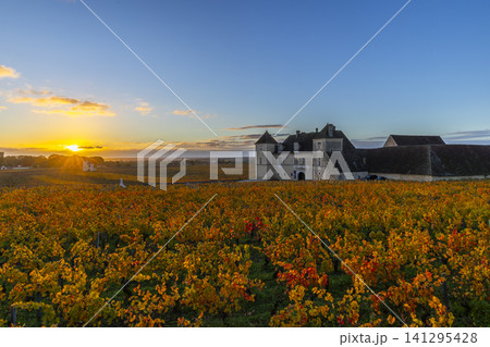 Chateau de Vougeot vineyard fields at autumn sunset Chateau de Vougeot vineyard fields at autumn sunset 141295428