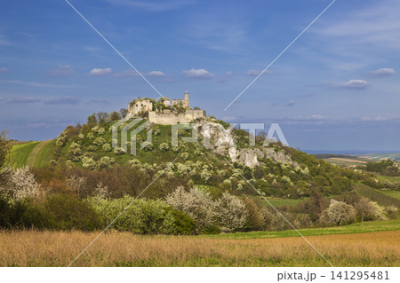 Falkenstein castle ruins blooming in spring, Lower Austria 141295481
