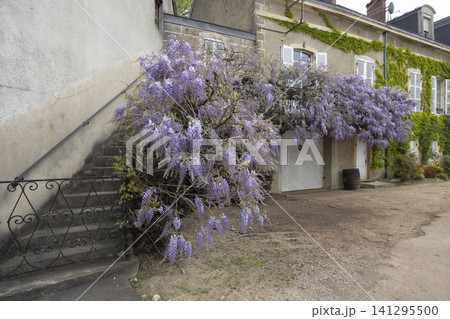 Purple wisteria blooming on old French stone house Purple wisteria blooming on old French stone house 141295500